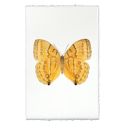 Butterfly #16