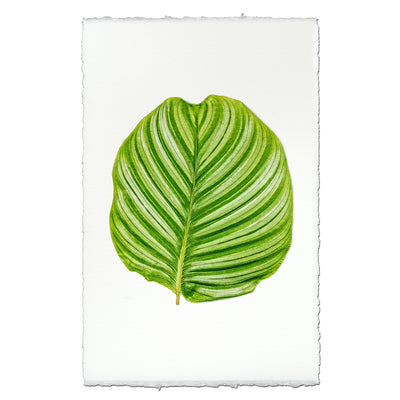 Calathea #3