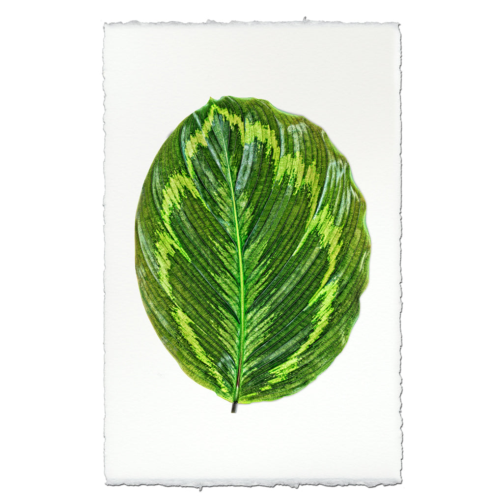 Calathea #1