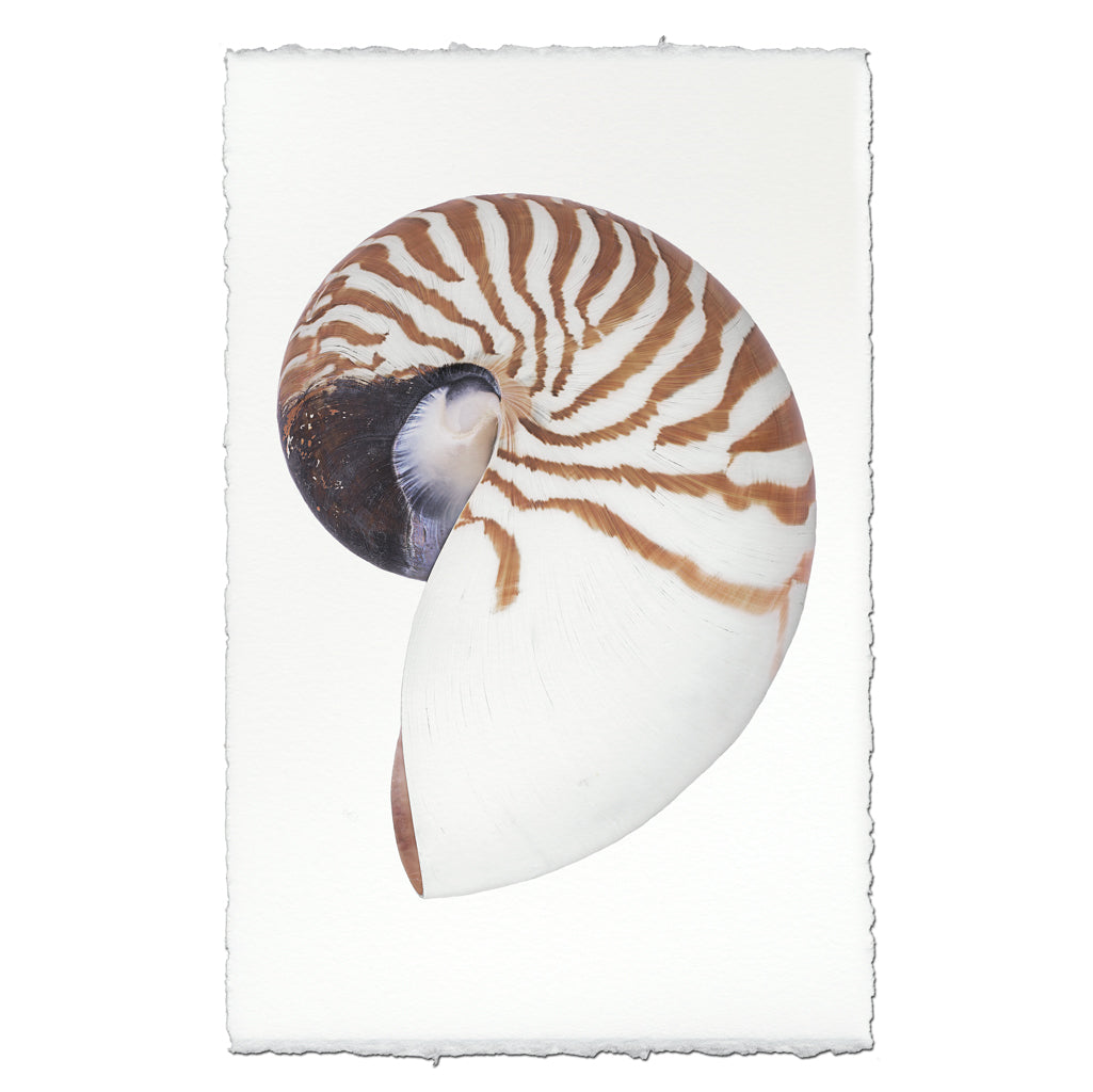 Chambered Nautilus