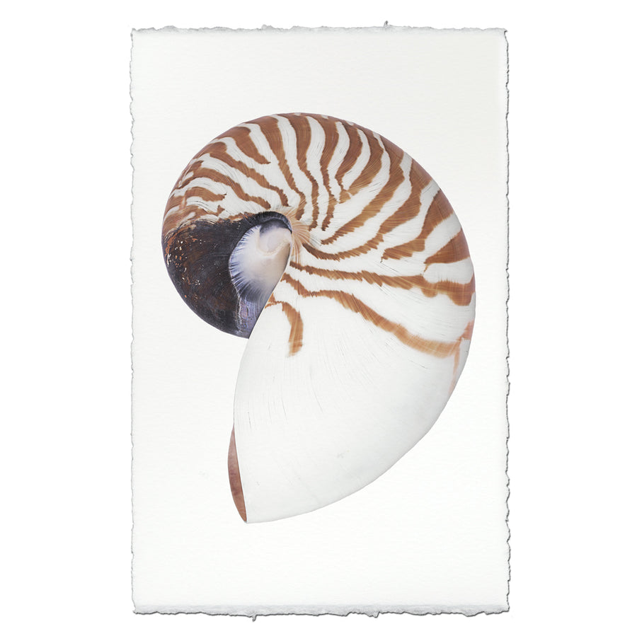 Chambered Nautilus