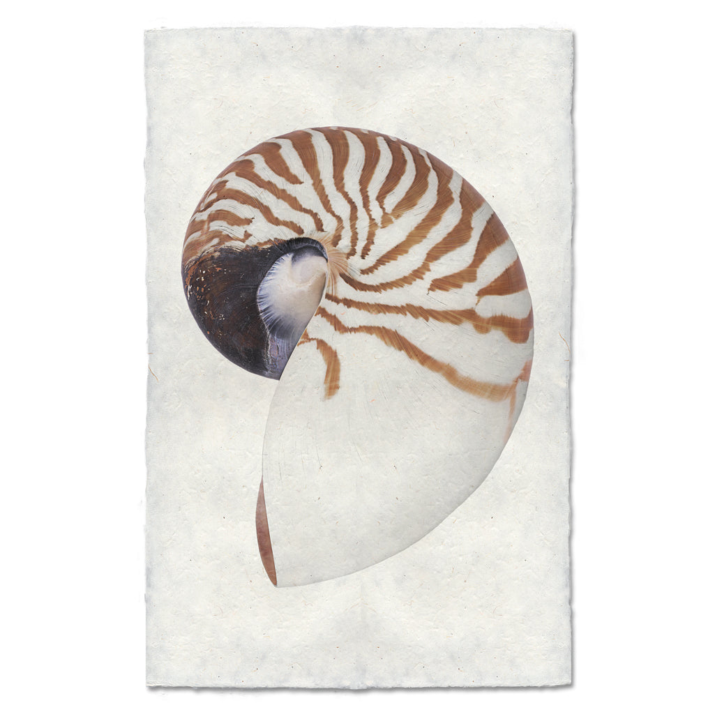 Chambered Nautilus