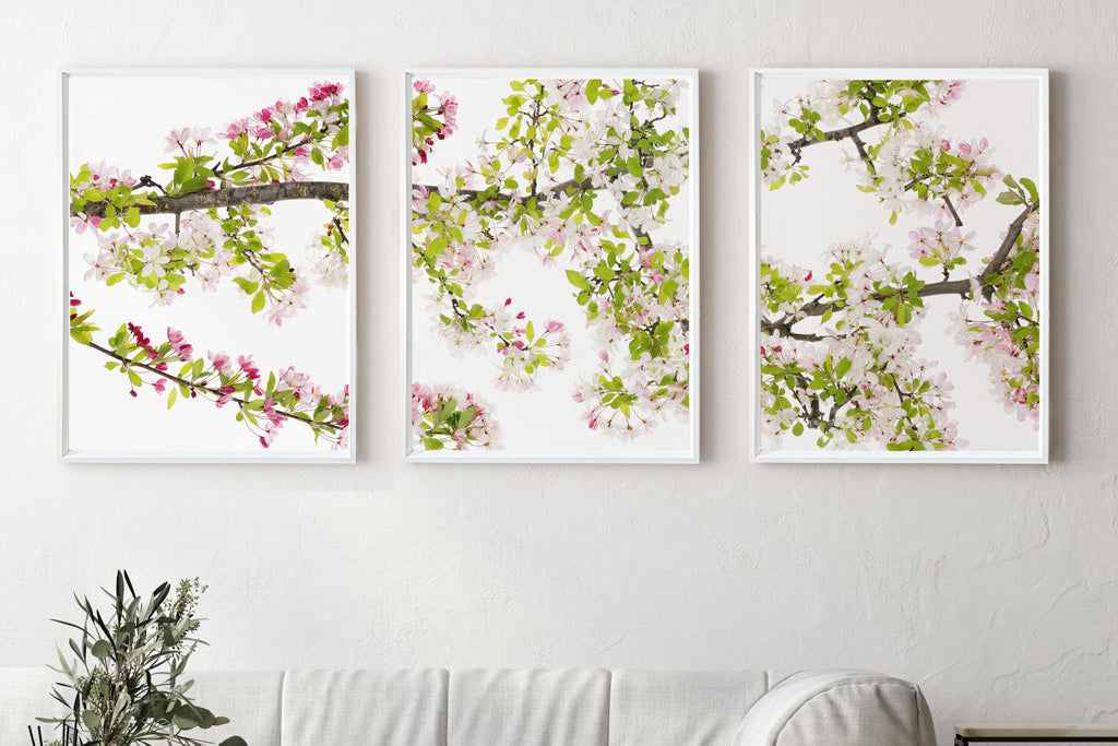 Cherry Blossom Trilogy