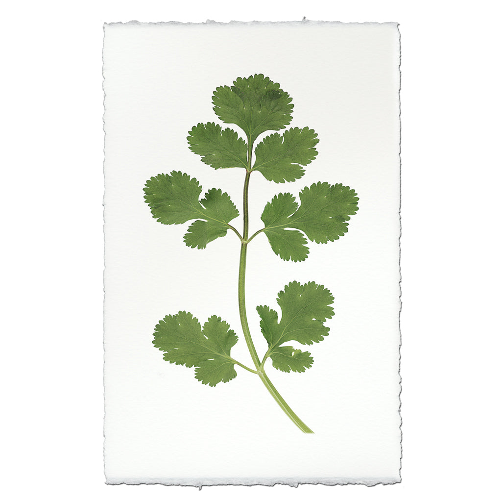Cilantro