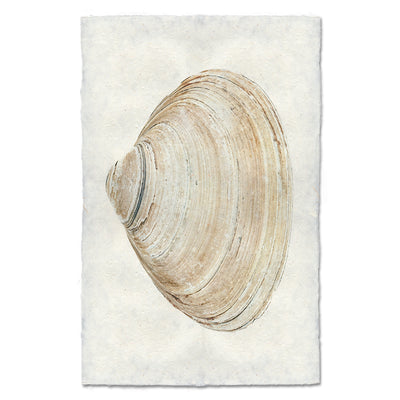 Atlantic Clam #10