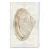 Atlantic Clam #11