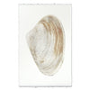 Atlantic Clam #12