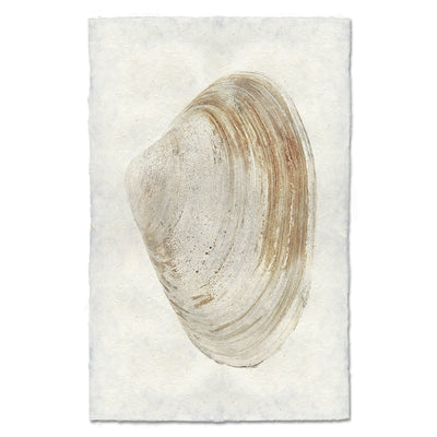 Atlantic Clam #12