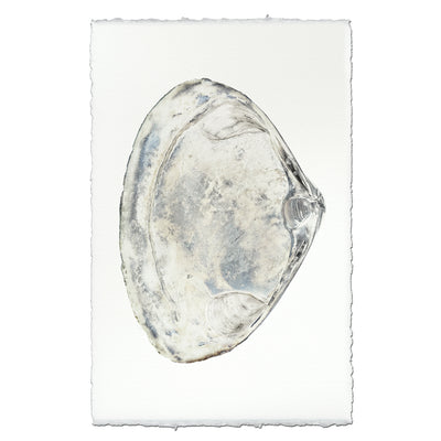 Atlantic Clam #3