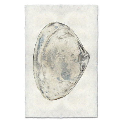 Atlantic Clam #3