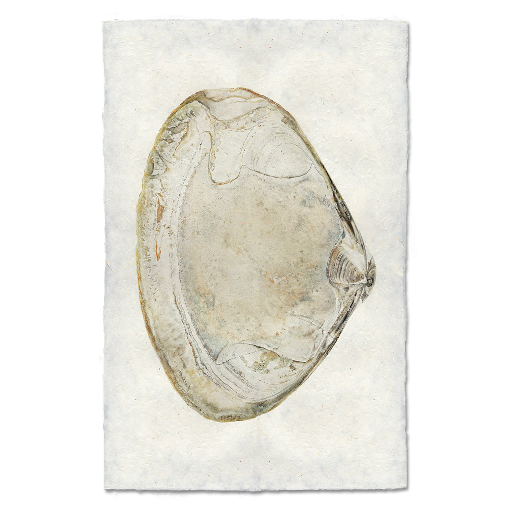 Atlantic Clam #5