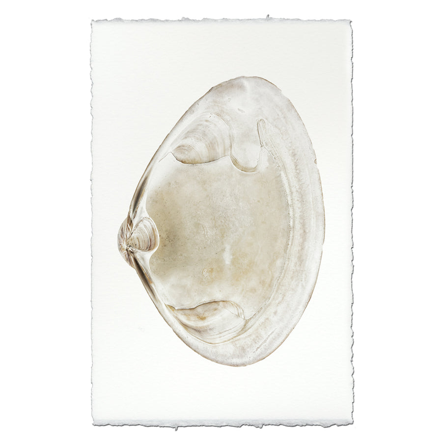 Atlantic Clam #6