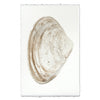 Atlantic Clam #7