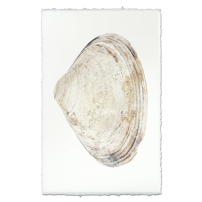 Atlantic Clam #8