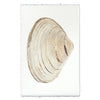 Atlantic Clam #9