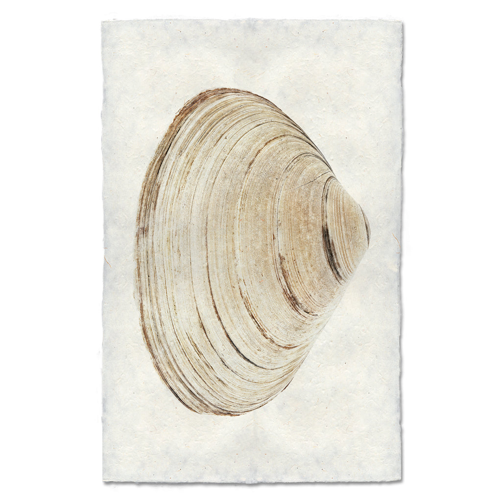 Atlantic Clam #9