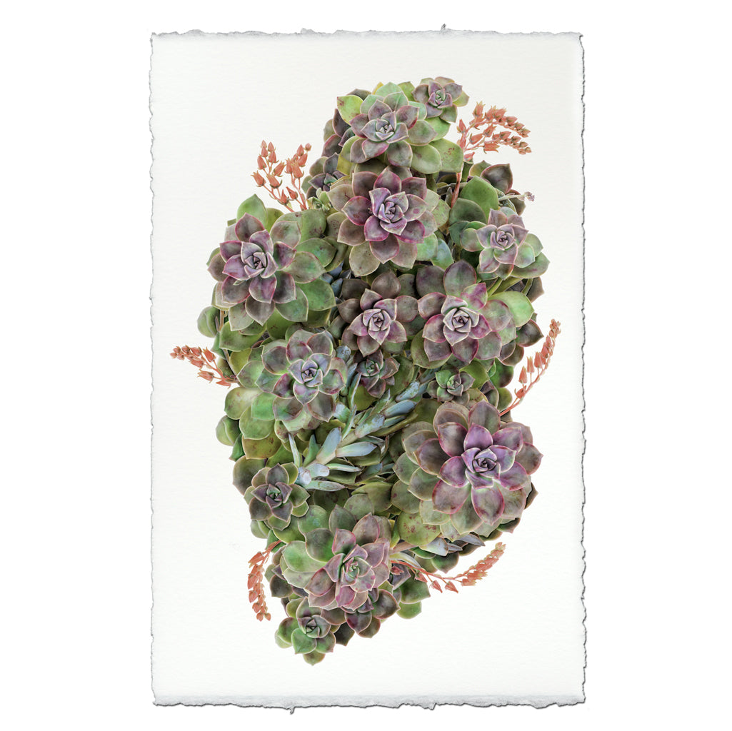 Collective Leatherpetals