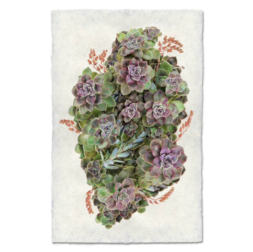 Collective Leatherpetals — BARLOGA STUDIOS- fine photographs on ...