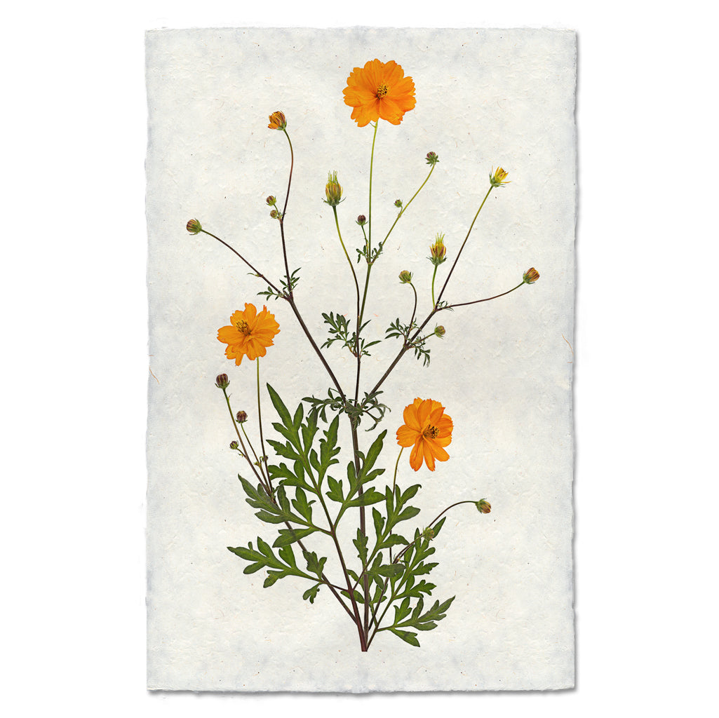 Cosmos floral wall art print — fine art botanical photography on handmade paper, San Francisco