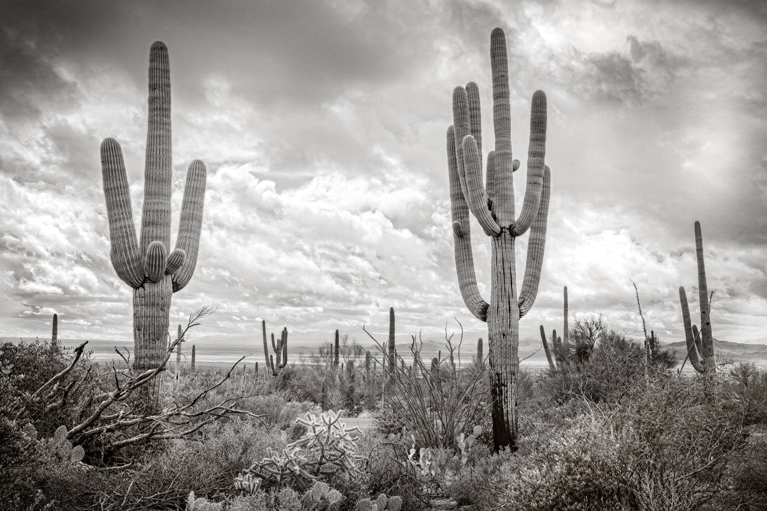 Desert Vista #5