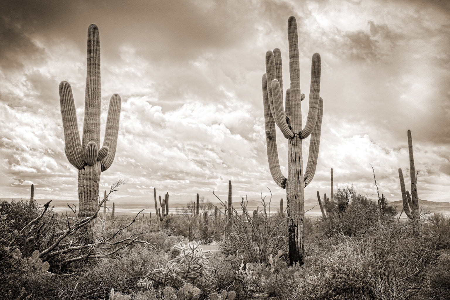 Desert Vista #5