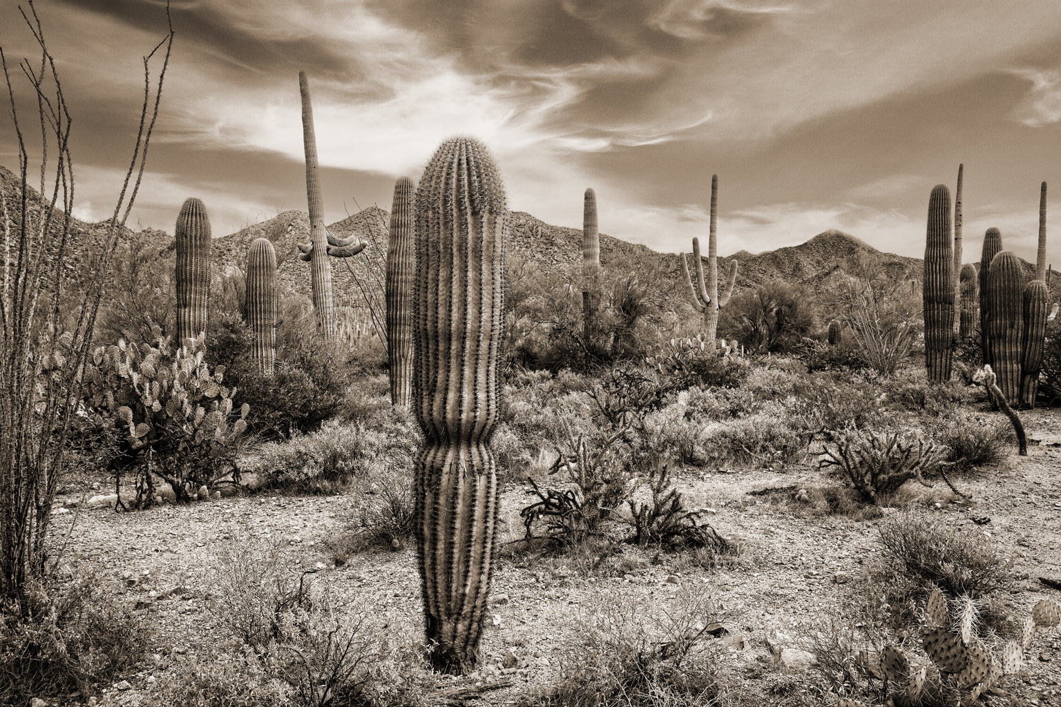 Desert Vista #6