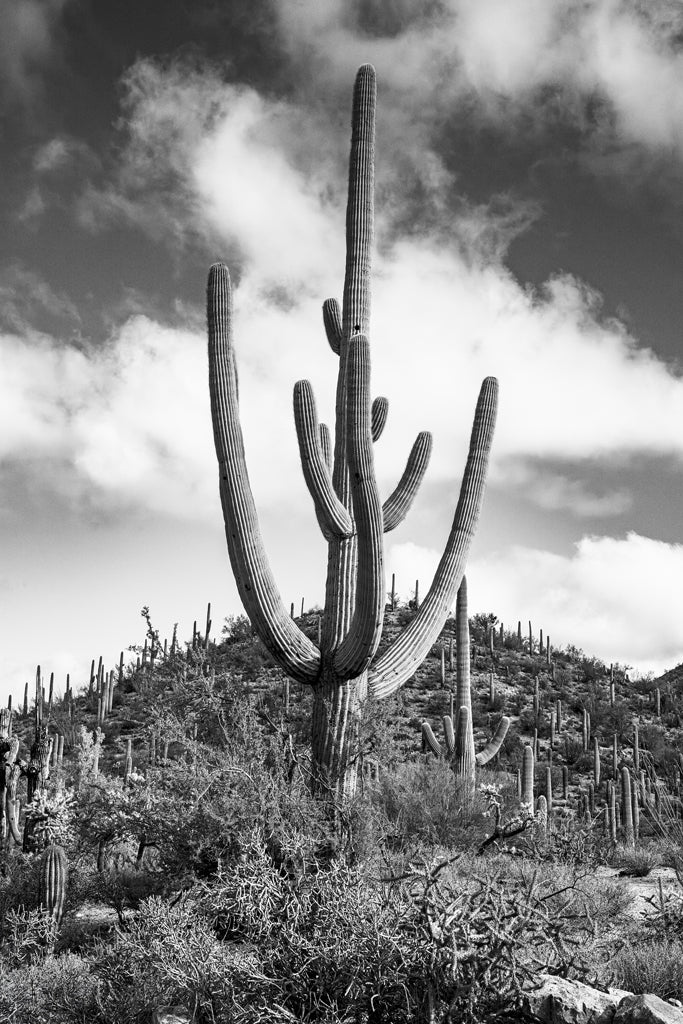 Desert Vista #1 grand format