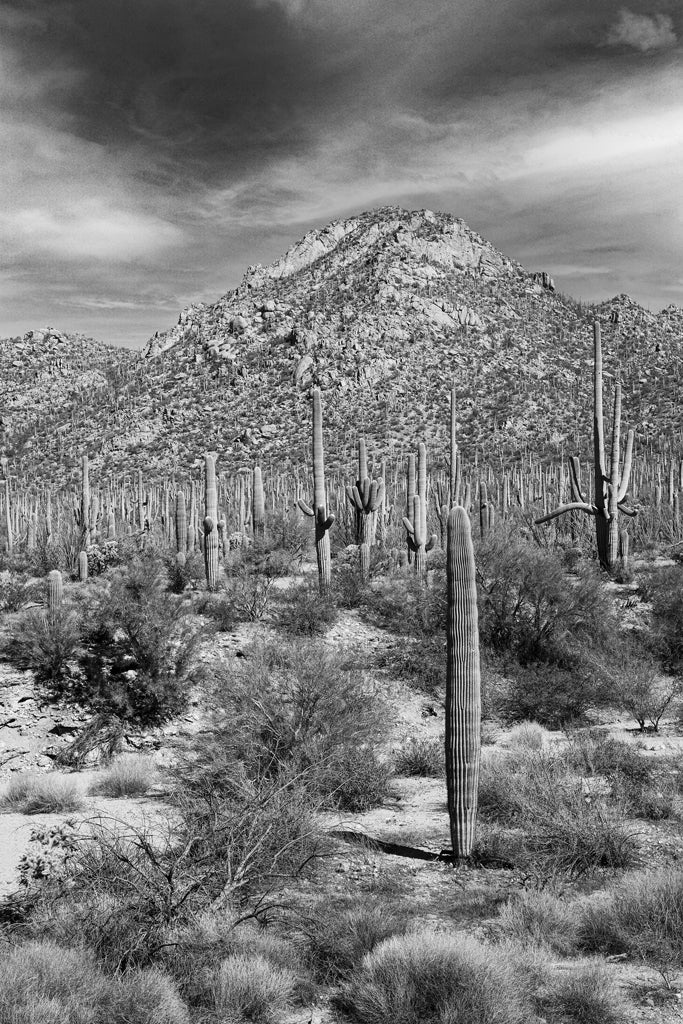 Desert Vista #4