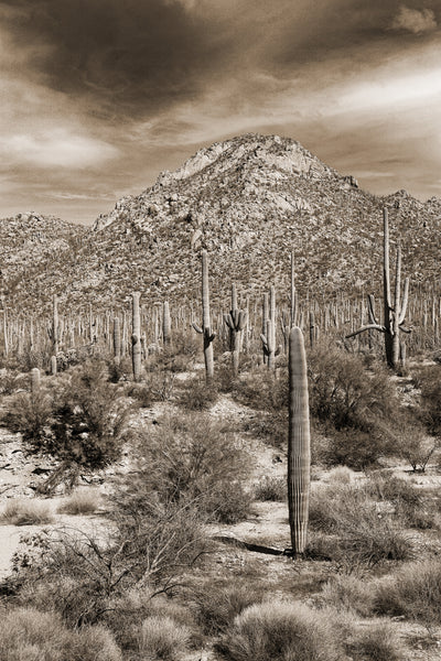 Desert Vista #4