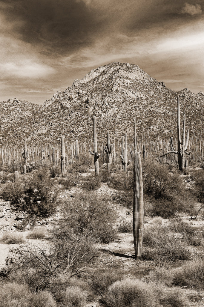 Desert Vista #4