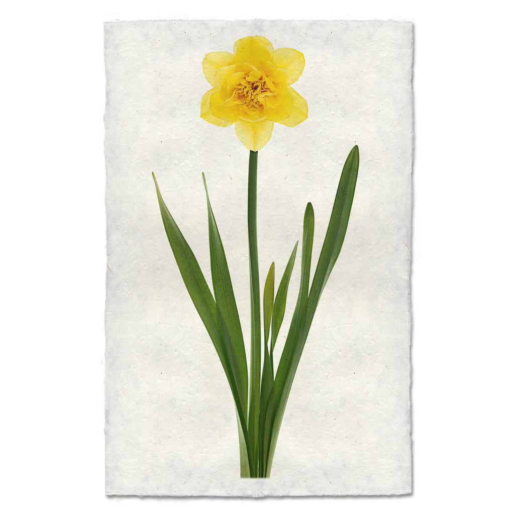 Daffodil floral wall art print — fine art botanical photography on handmade paper, San Francisco