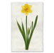 Daffodil floral wall art print — fine art botanical photography on handmade paper, San Francisco
