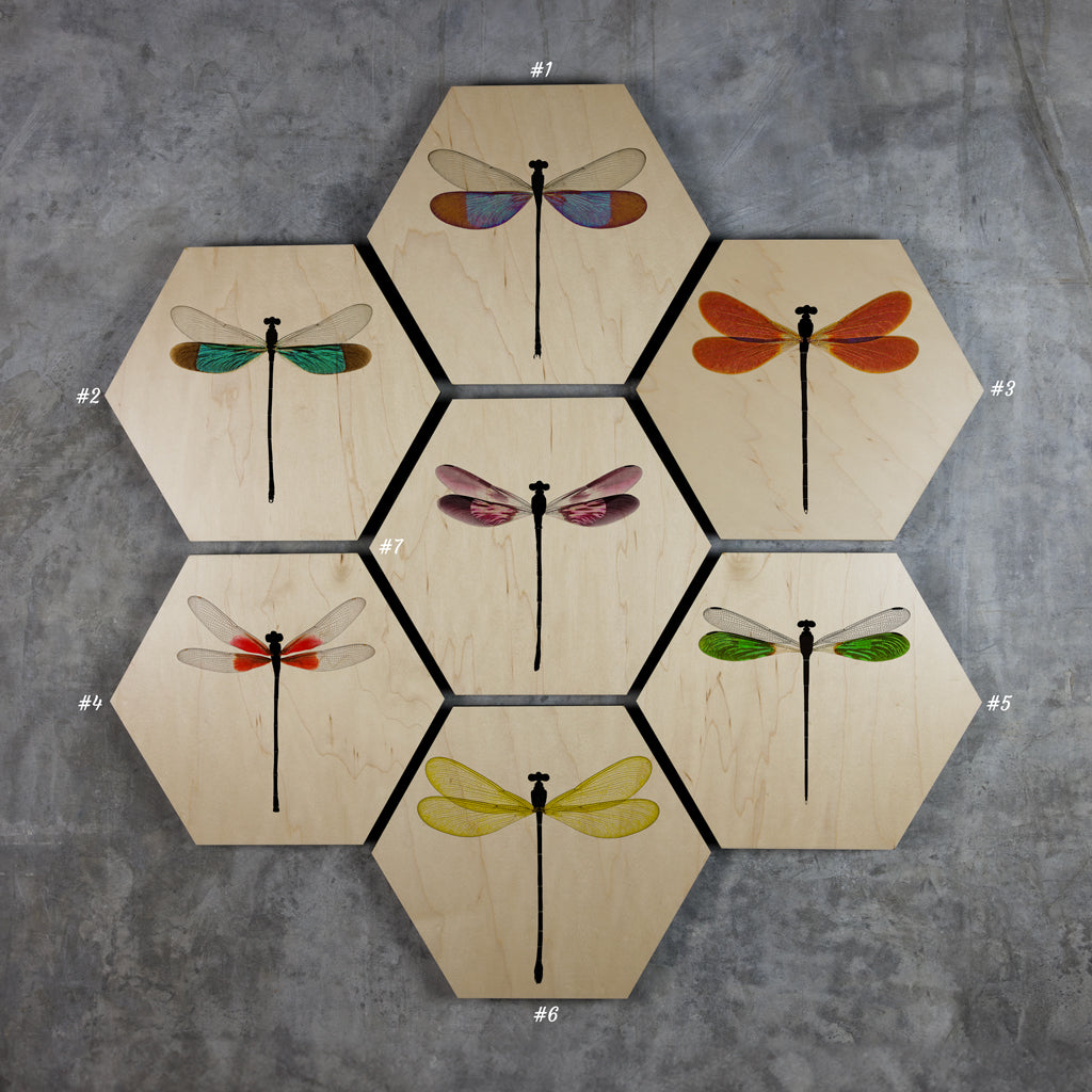 Geometrics - Damsels