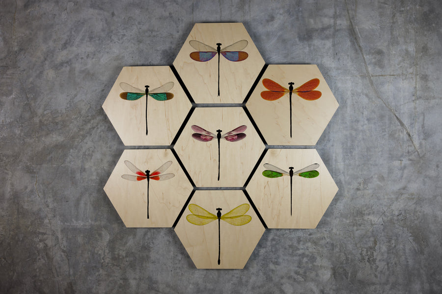 Geometrics - Damsels