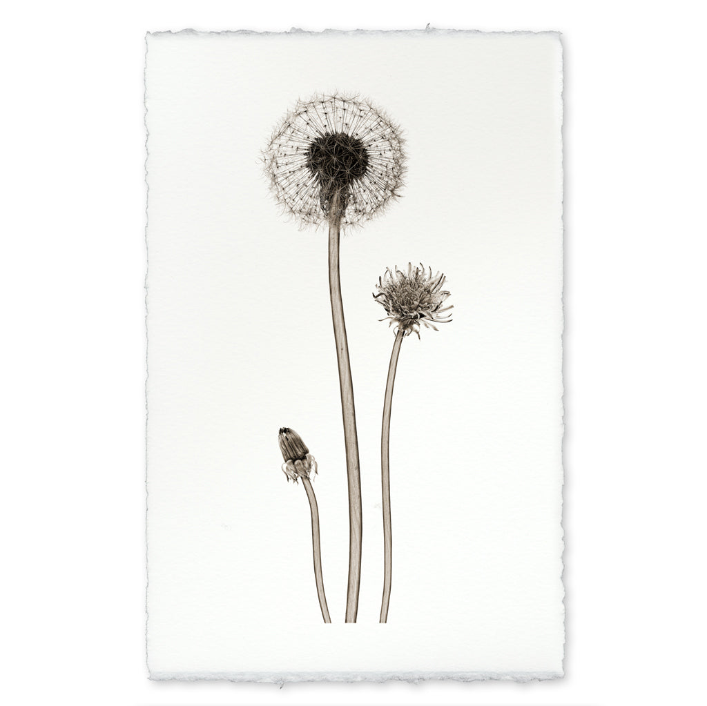 Dandelion
