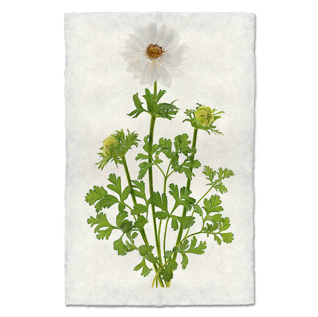 Double White Anemone floral wall art print — fine art botanical photography on handmade paper, San Francisco