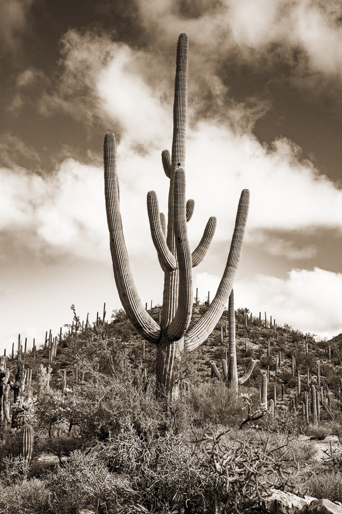Desert Vista