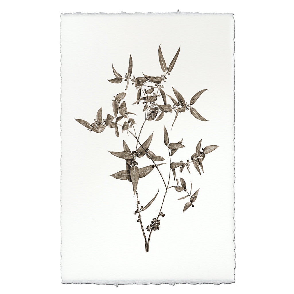 Eucalyptus #3