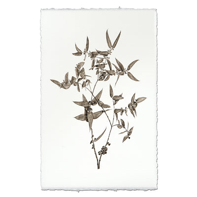 Eucalyptus #3