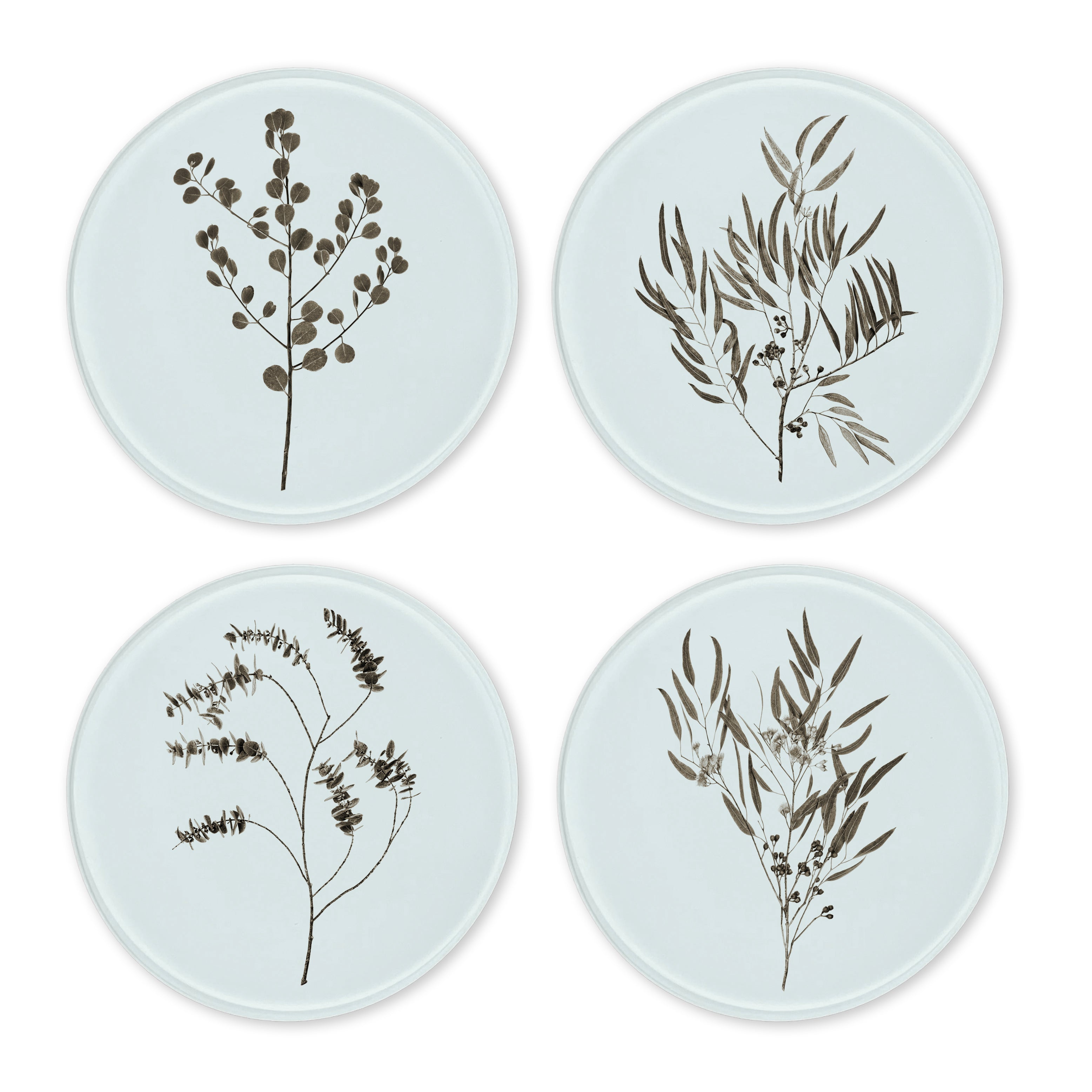 Glass Coasters (set of 4) - Eucalyptus