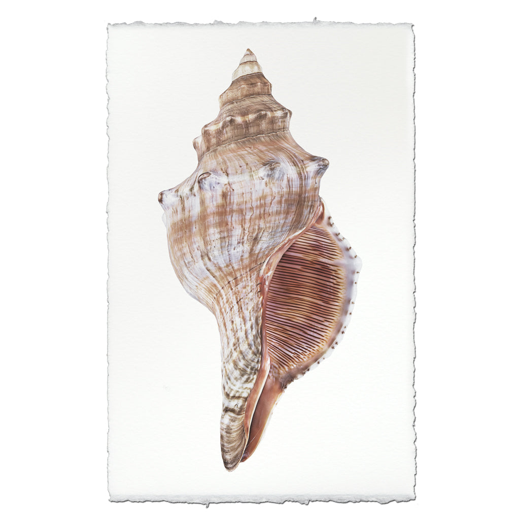 Fox Conch — BARLOGA STUDIOS- fine photographs on intriguing papers