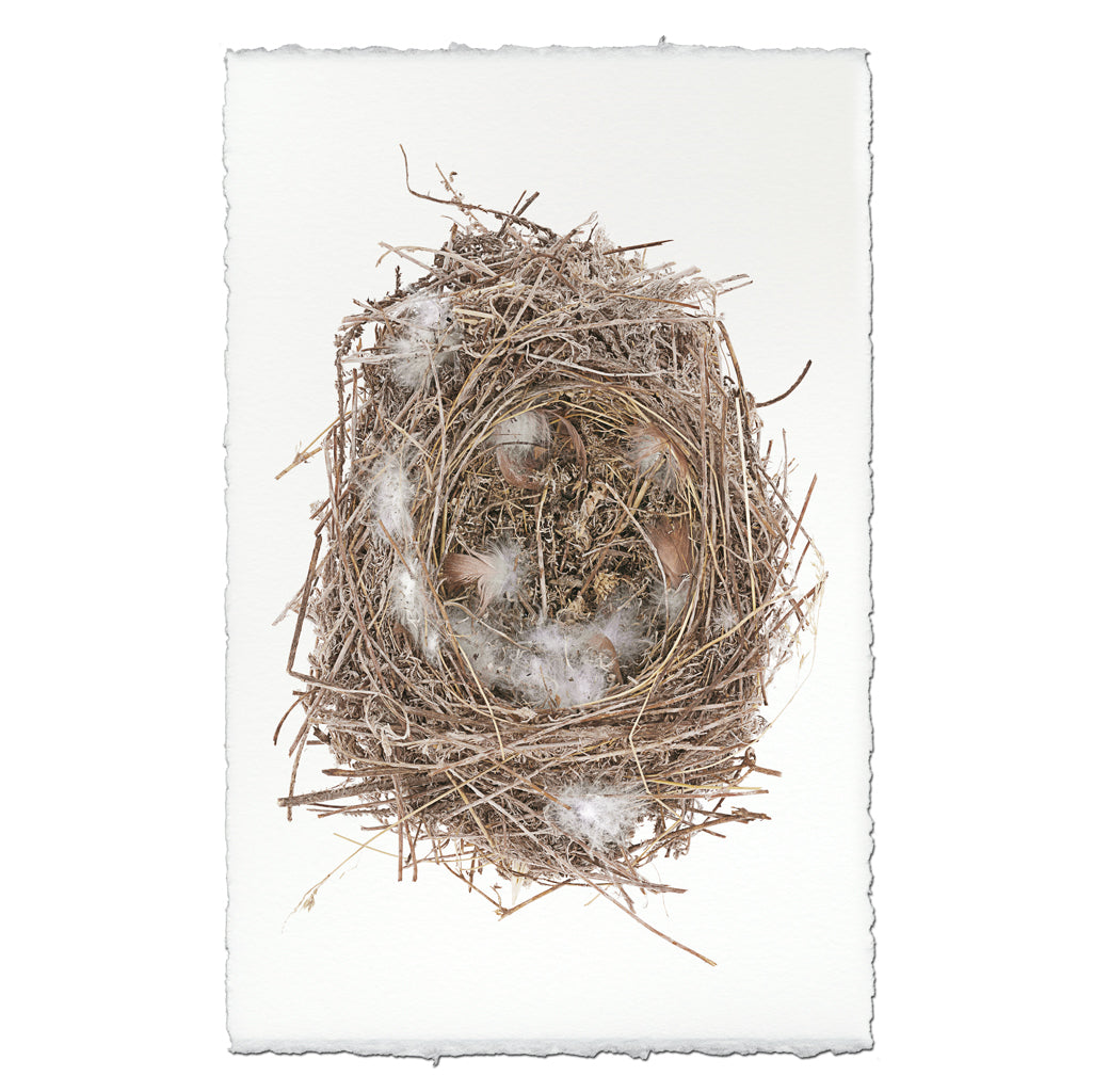 Feathered Nest
