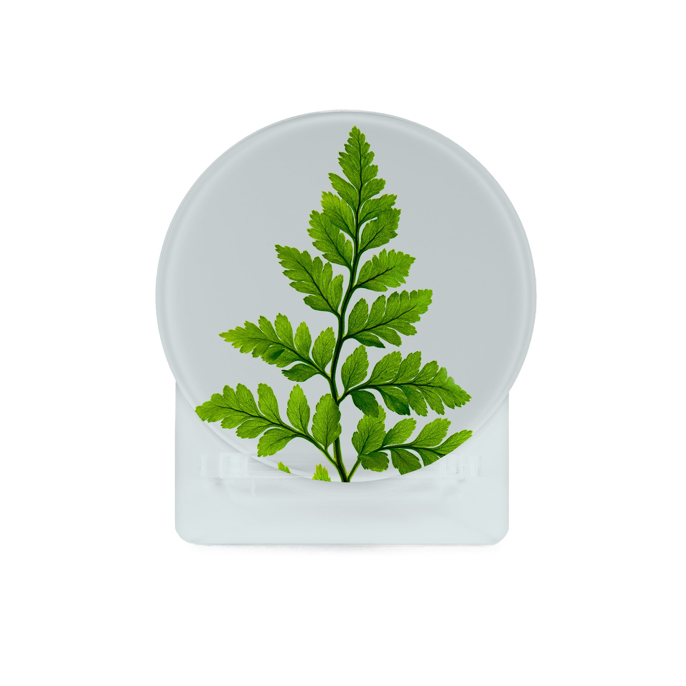 Glass Coasters (set of 4) - Ferns