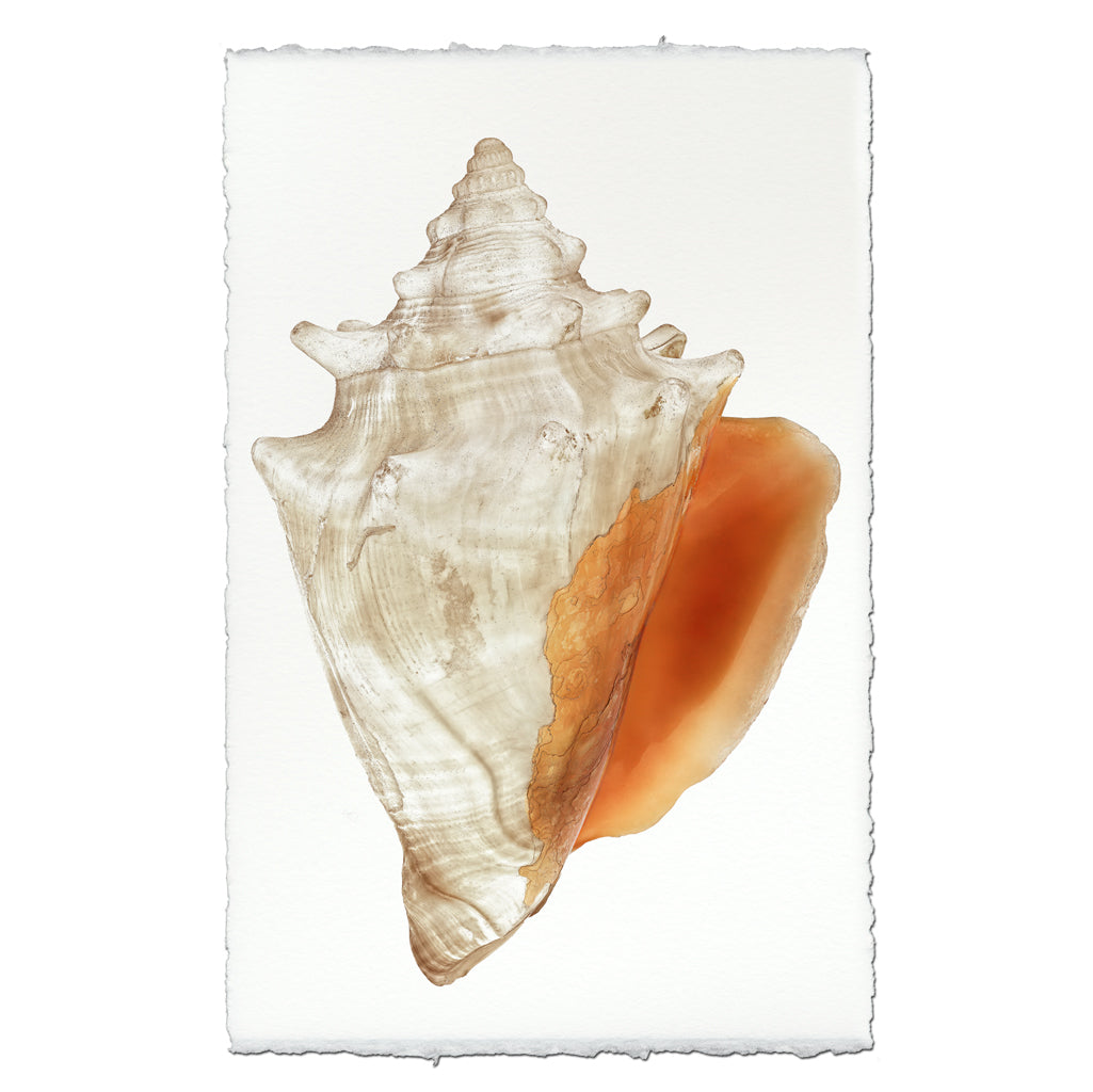Fighting Conch