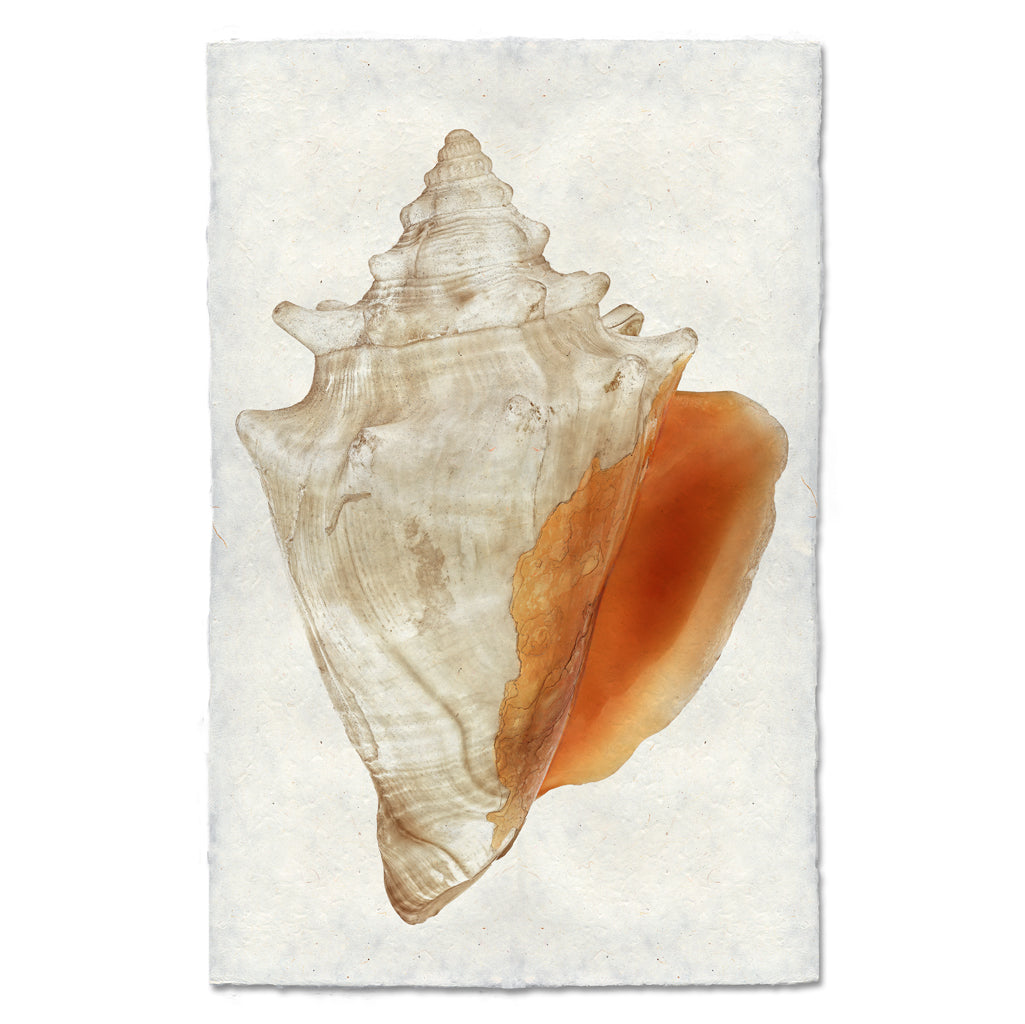 Fighting Conch
