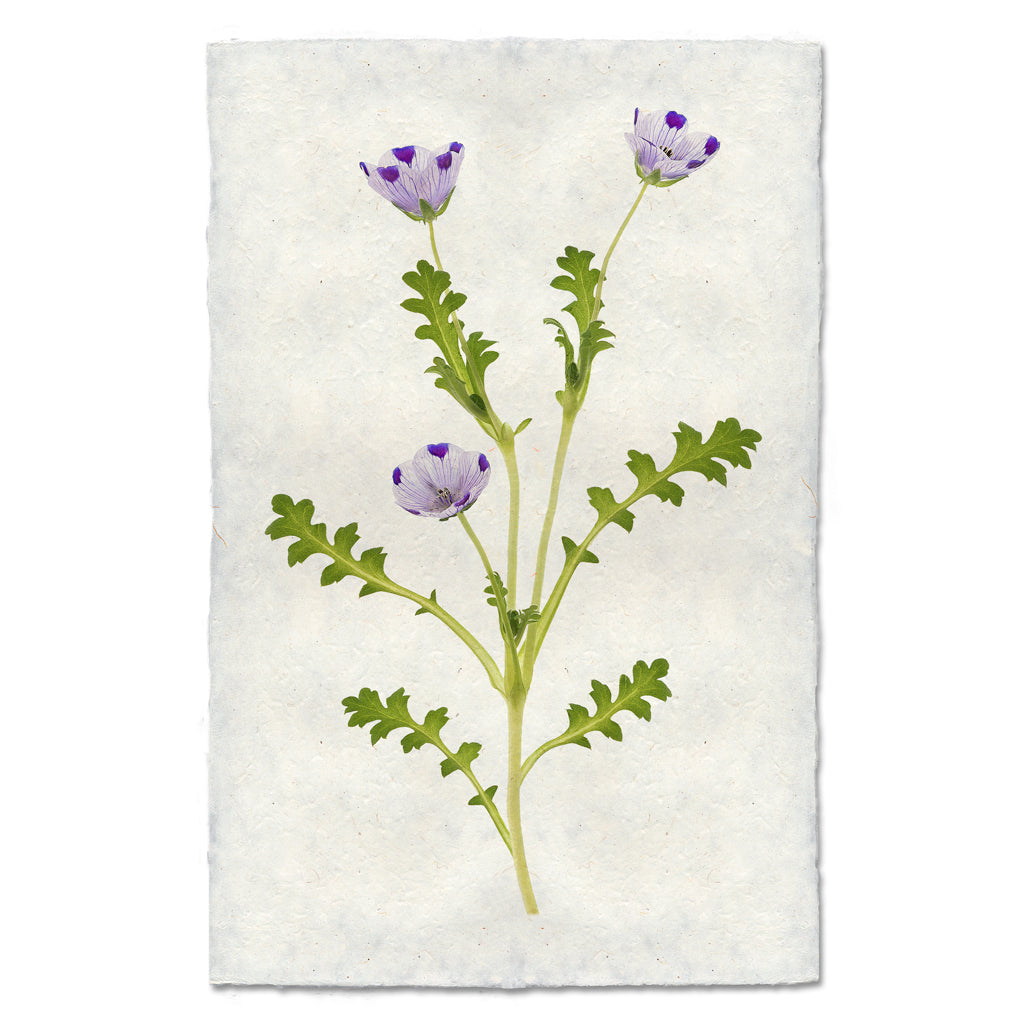 Fivespot floral wall art print — fine art botanical photography on handmade paper, San Francisco
