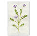 Fivespot floral wall art print — fine art botanical photography on handmade paper, San Francisco