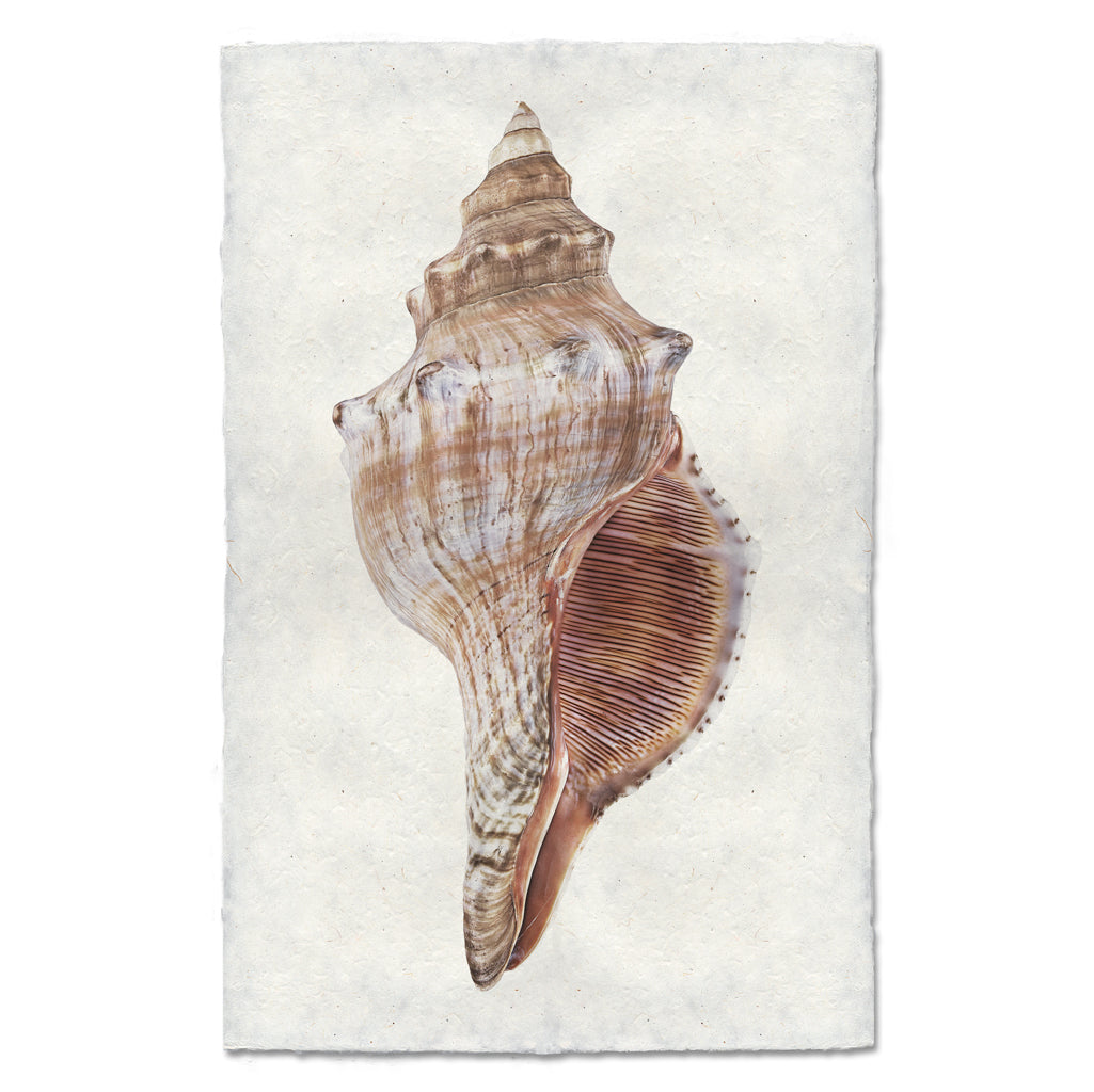 Fox Conch