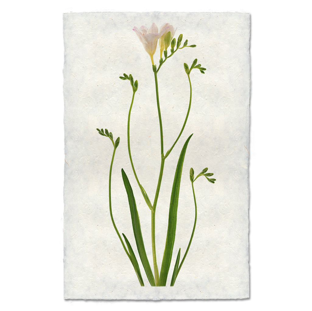 Freesia floral wall art print — fine art botanical photography on handmade paper, San Francisco