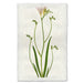 Freesia floral wall art print — fine art botanical photography on handmade paper, San Francisco